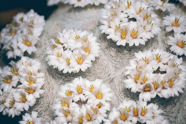 White flowers growing in the hay