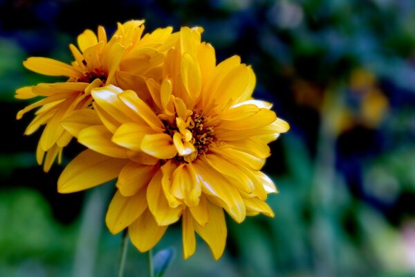 A flower in nature is yellow