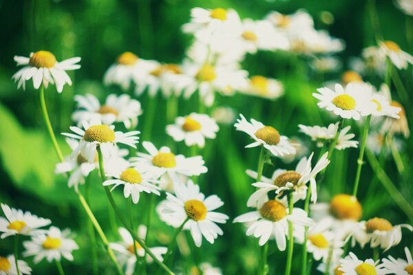 Small beautiful daisies on a green background