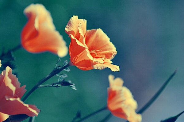 The flowers of poppies look into the sky