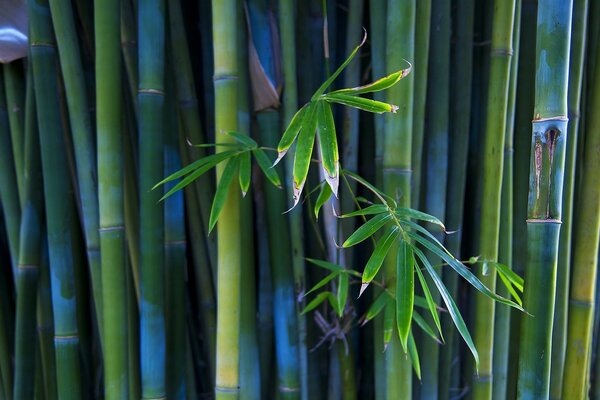 Bamboo trunks look spectacular together