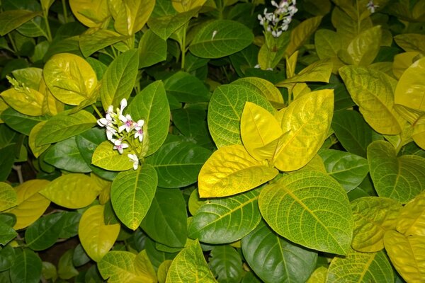 Variedade de folhas e flores no jardim