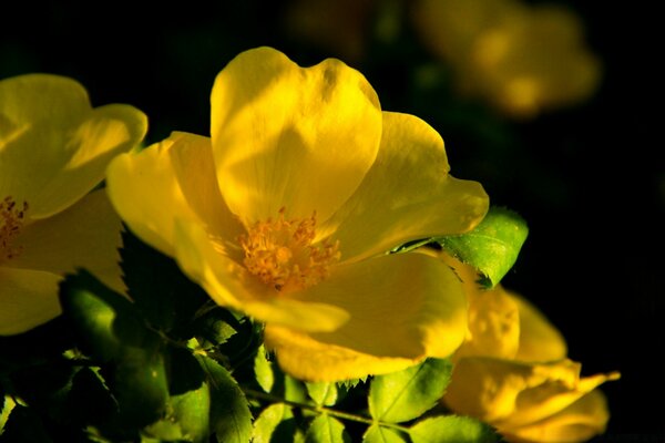 Bel fiore giallo al crepuscolo