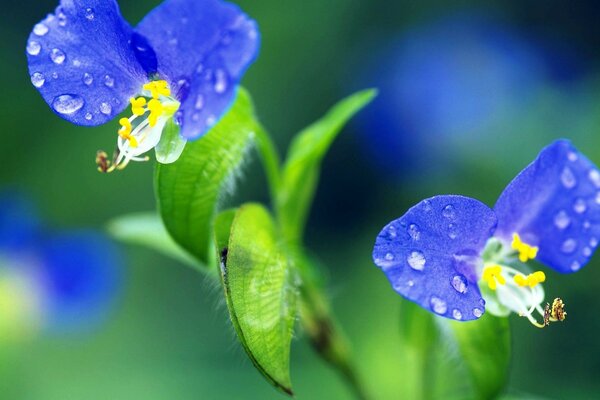 Blaue Blumen auf verschwommenem Hintergrund