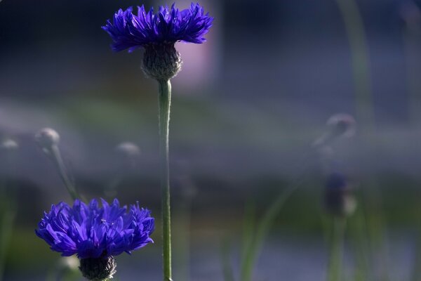 Flores de pradera sobre fondo borroso