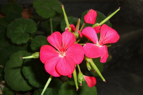 Fiori con foglie rosa su sfondo verde scuro