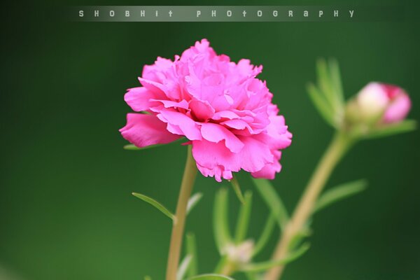 Macro de plantes dans un champ de quatre