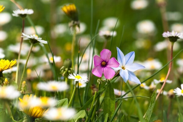 Field of summer flowers , daisies