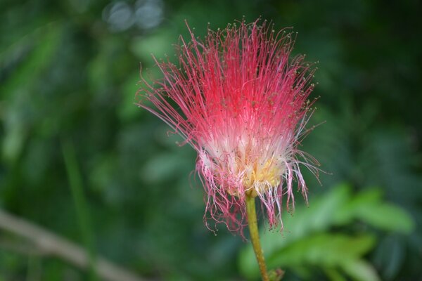 Extraña flor rosa sobre fondo verde