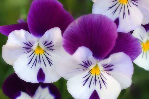 Gorgeous pansies in blue