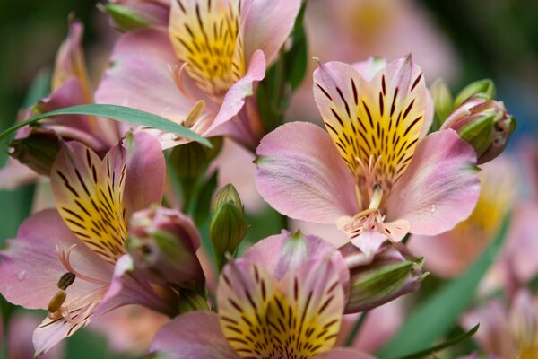 Fleurs incroyablement riches en couleurs