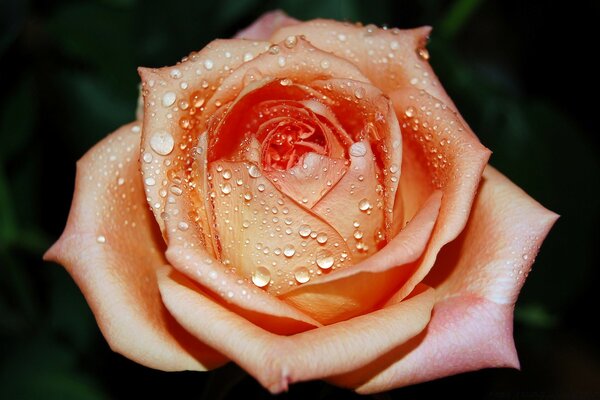 Zarte Rose mit Tau besprüht