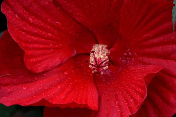 Czerwony kwiat hibiskusa makro