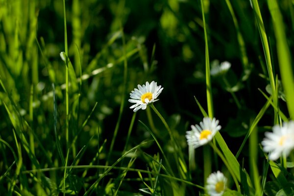 Marguerites parmi l herbe verte poussent