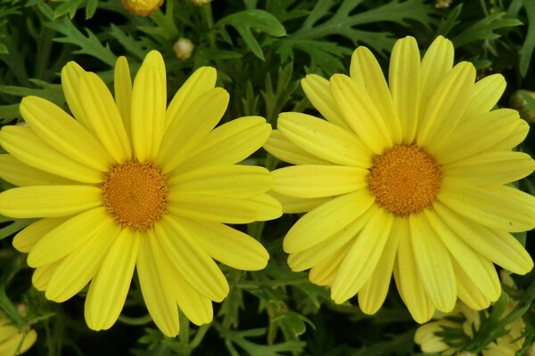 Flores amarelas grandes close-up