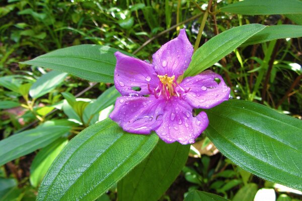 Flor con hojas en la naturaleza