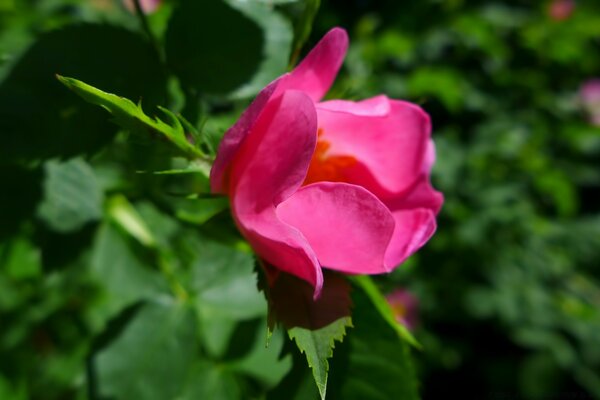 Flor rosa sobre fondo verde