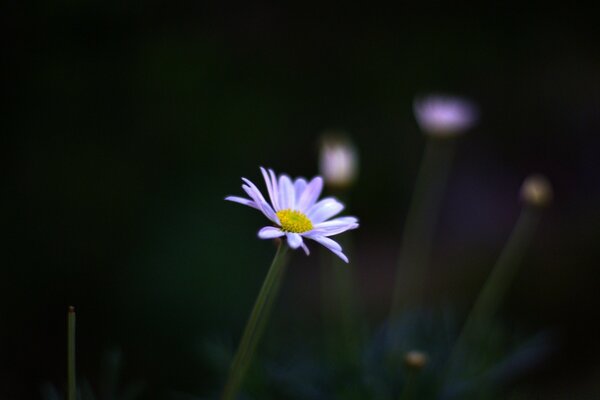 Flowers in nature on a dark background