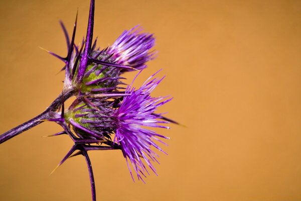 Distel sieht auf einem braunen Hintergrund gut aus