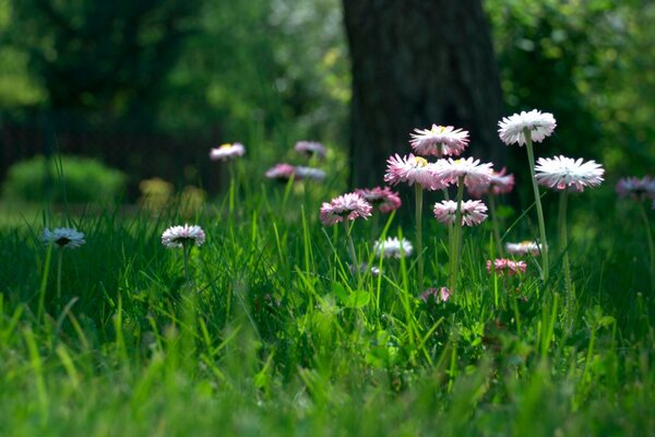 Pink flowers growing in the grass