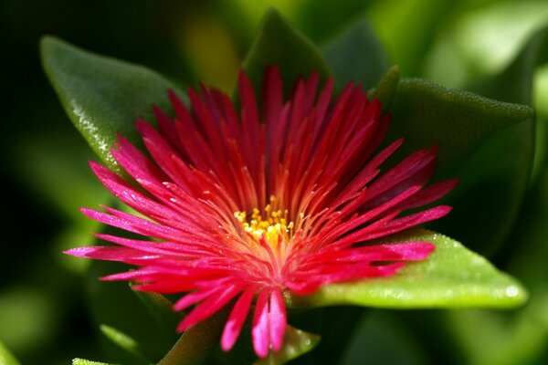 Natural flower with green leaves