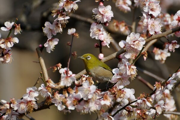 Ramas de Sakura y un pájaro verde