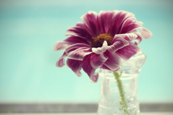 A flower in a jar on a blue background