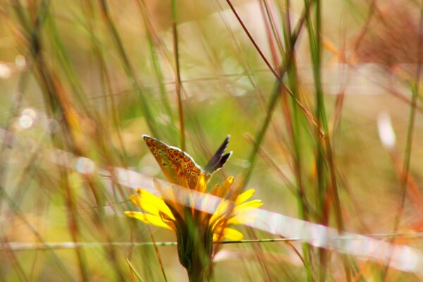 Ein Schmetterling sitzt auf einer Blume im Freien