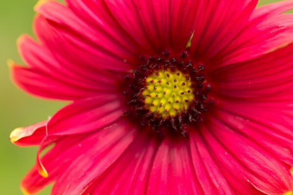 Pink flower close-up