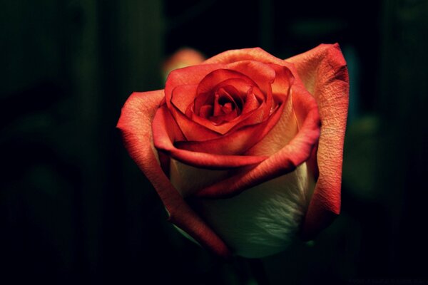 Macro shooting of a rose on a black background