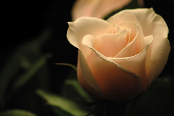 Macro photography of plants in the field of five