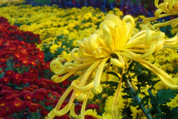 Campo enorme com flores