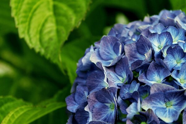 Die Magie der lila-violetten Blüten