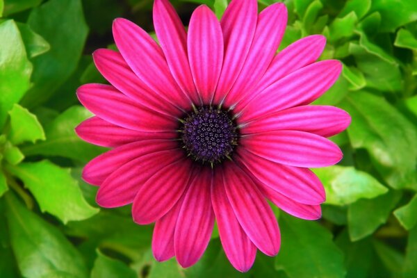 Generic flower in nature with leaves