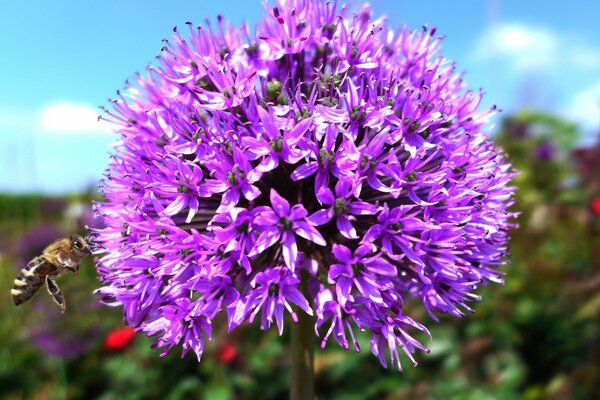 An inflorescence of purple flowers lures a bee