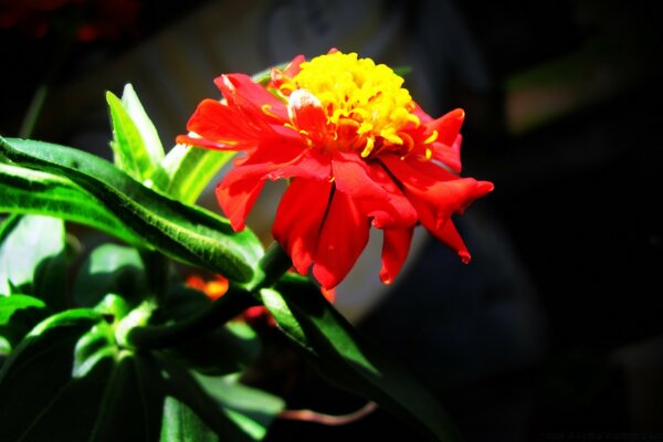 Rojo con flor amarilla sobre fondo oscuro