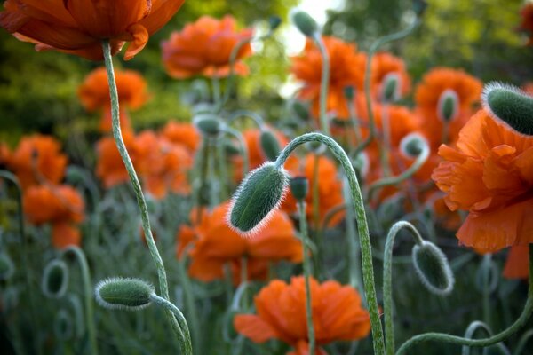 Orange poppies on a poppy field