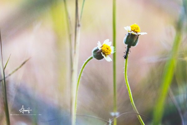 Il calore è arrivato, i fiori sbocciano