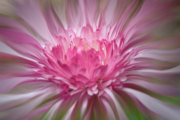 Summer flower is a sign of nature