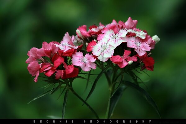 Multicolored flowers speckled on a green background