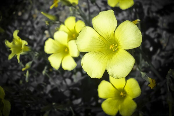 Belles fleurs sur fond sombre