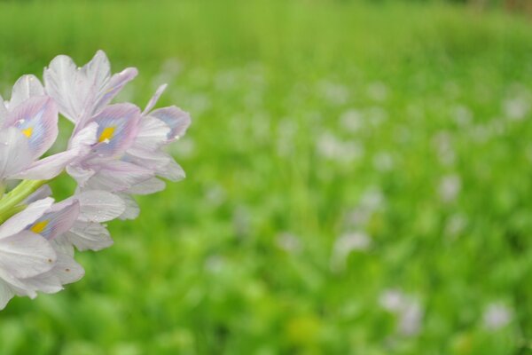 Um pequeno pedaço de flores no fundo de um campo verde