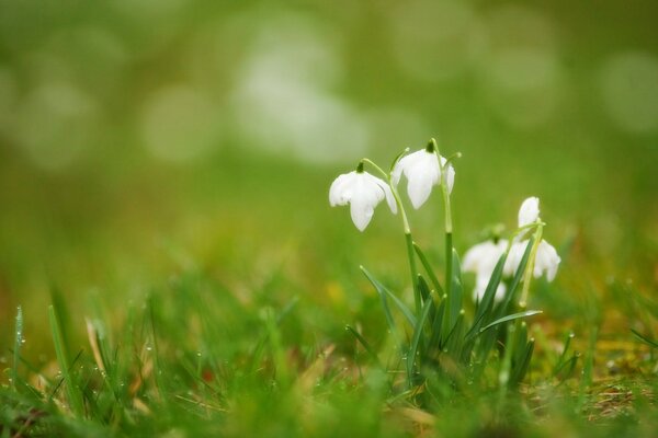 Weiße Blüten im flachen Gras