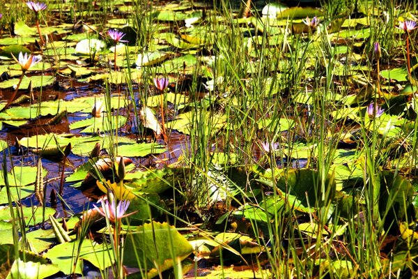 Fleurs et feuilles sur l eau en été