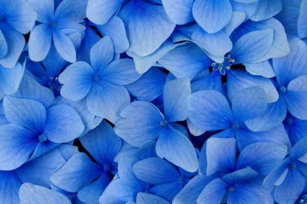 Muchas flores azules brillantes