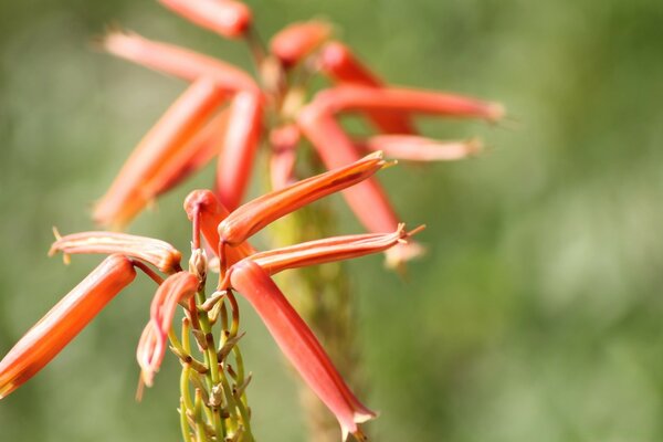 Macroscopia de plantas em um campo