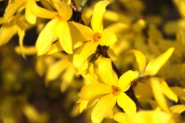 Fleurs naturelles avec des feuilles jaunes