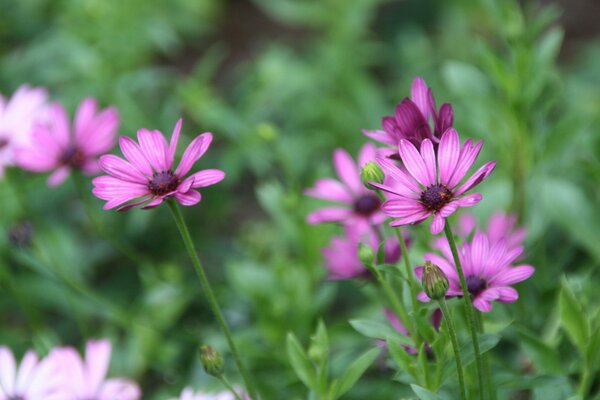 Lila und rosa Blüten inmitten des Grüns