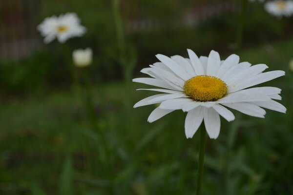 Lonely daisy close-up