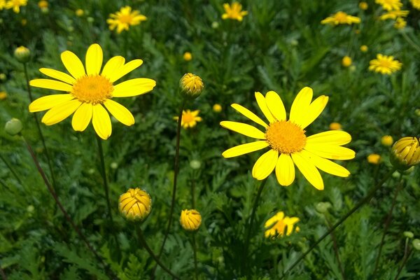 Im Sommer wachsen Gänseblümchen